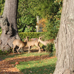 Rehe auf dem Südfriedhof