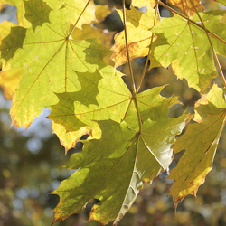 Blätter im Herbst