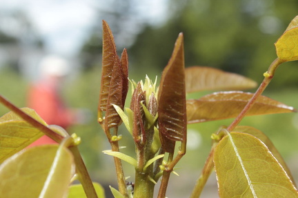 Botanischer Garten 290525  131