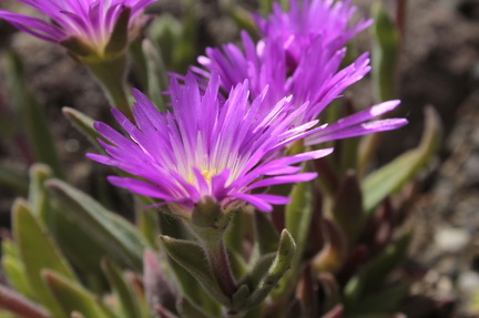Botanischer Garten 290525  125