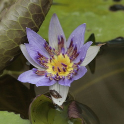 Streifzug durch den Botanischen Garten