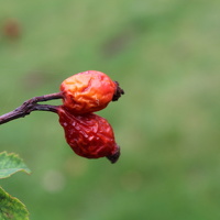 Herbst im Agrapark Markleeberg
