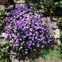 Frühlingsblüten im Botanischen Garten